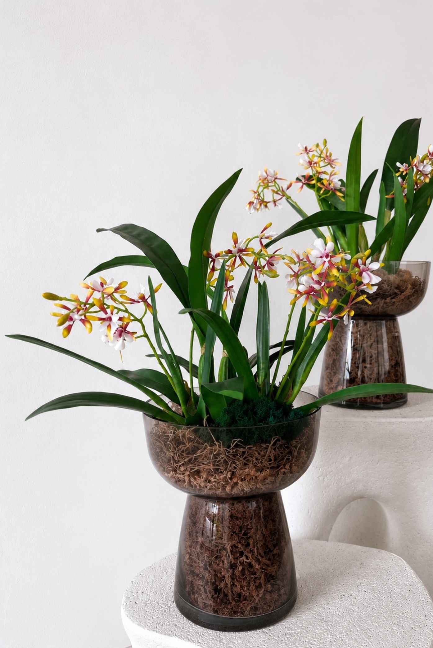 Orquídeas pequeñas de flores rosadas en jarrones de vidrio ámbar con musgo, sobre pedestales blancos