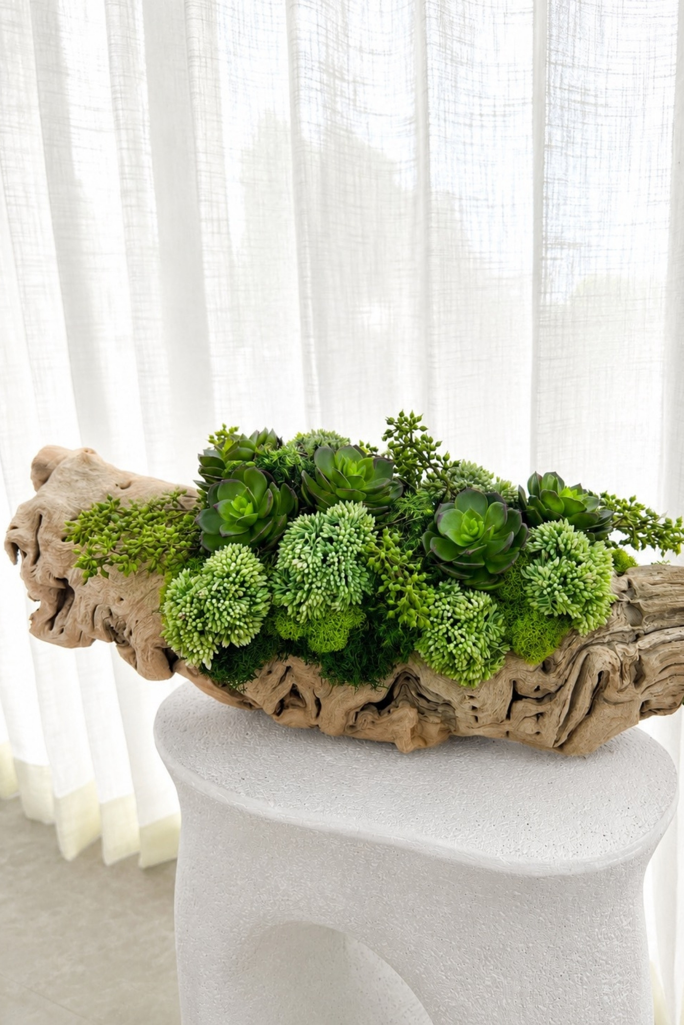 Suculentas y flores verdes sobre un tronco de madera a la deriva, en un pedestal blanco junto a una cortina