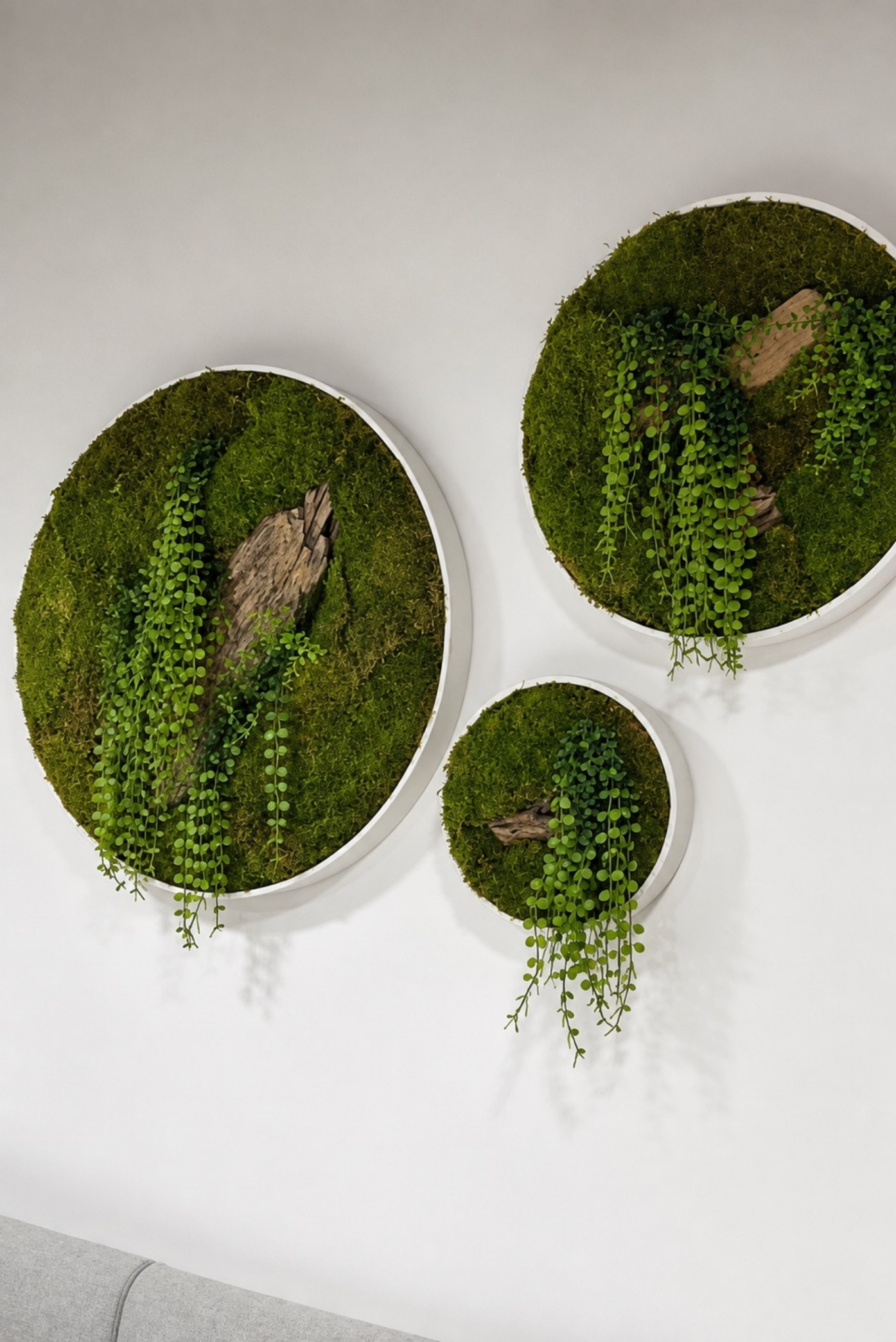 Tres cuadros circulares de musgo con madera y plantas colgantes en una pared blanca