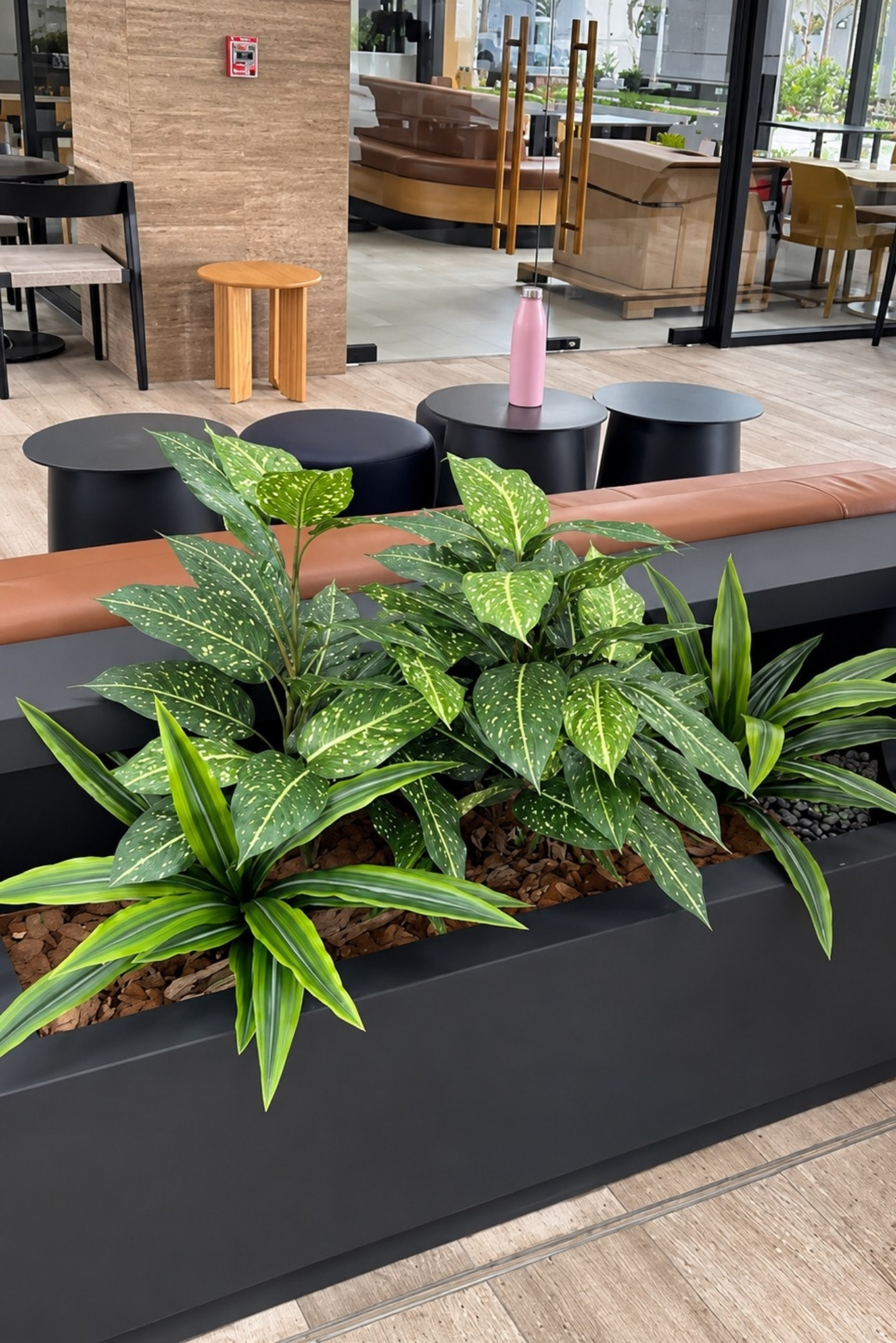 Jardinera negra con difenbaquias y follajes tropicales junto a las mesas de una cafetería