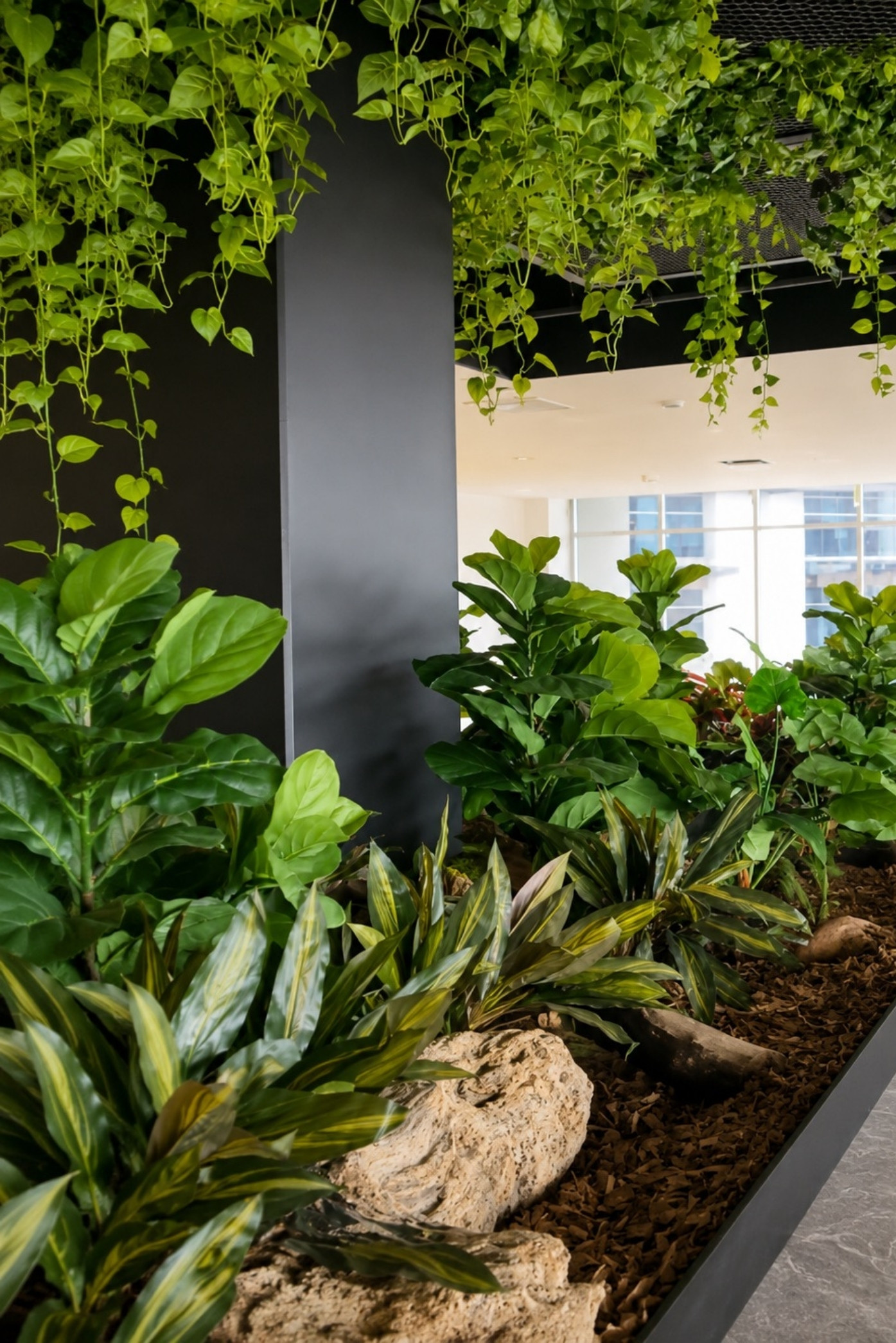 Jardín interior con ficus lira, follajes y rocas bajo una cortina de potos colgantes