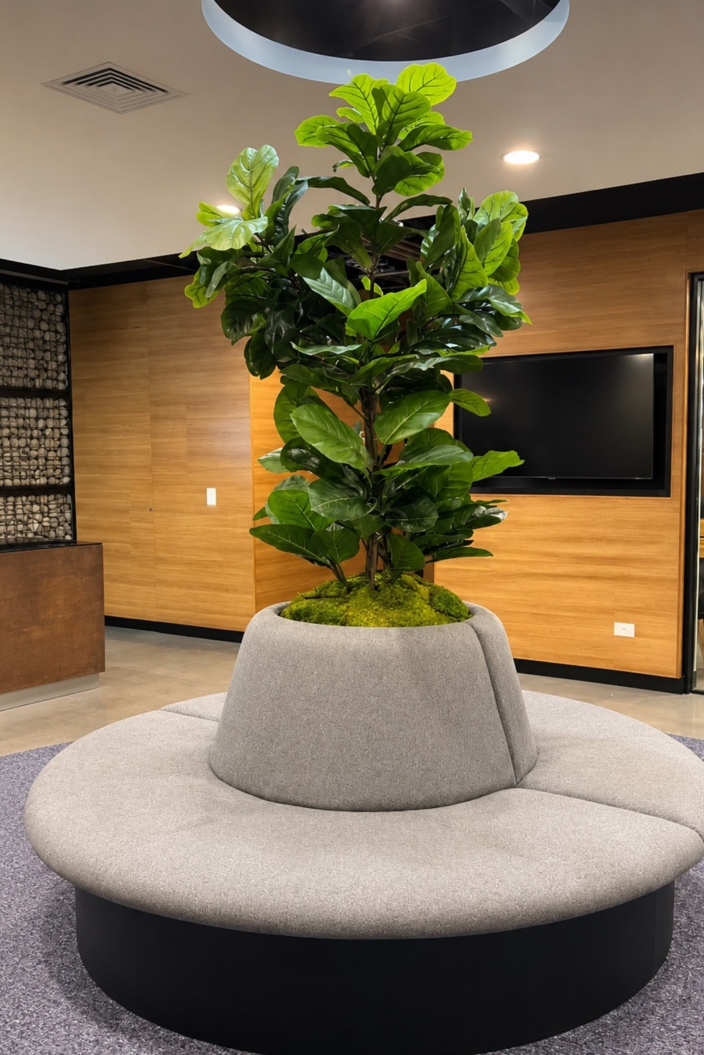 Ficus lira sembrado en el centro de un sillón circular tapizado en gris, en un vestíbulo