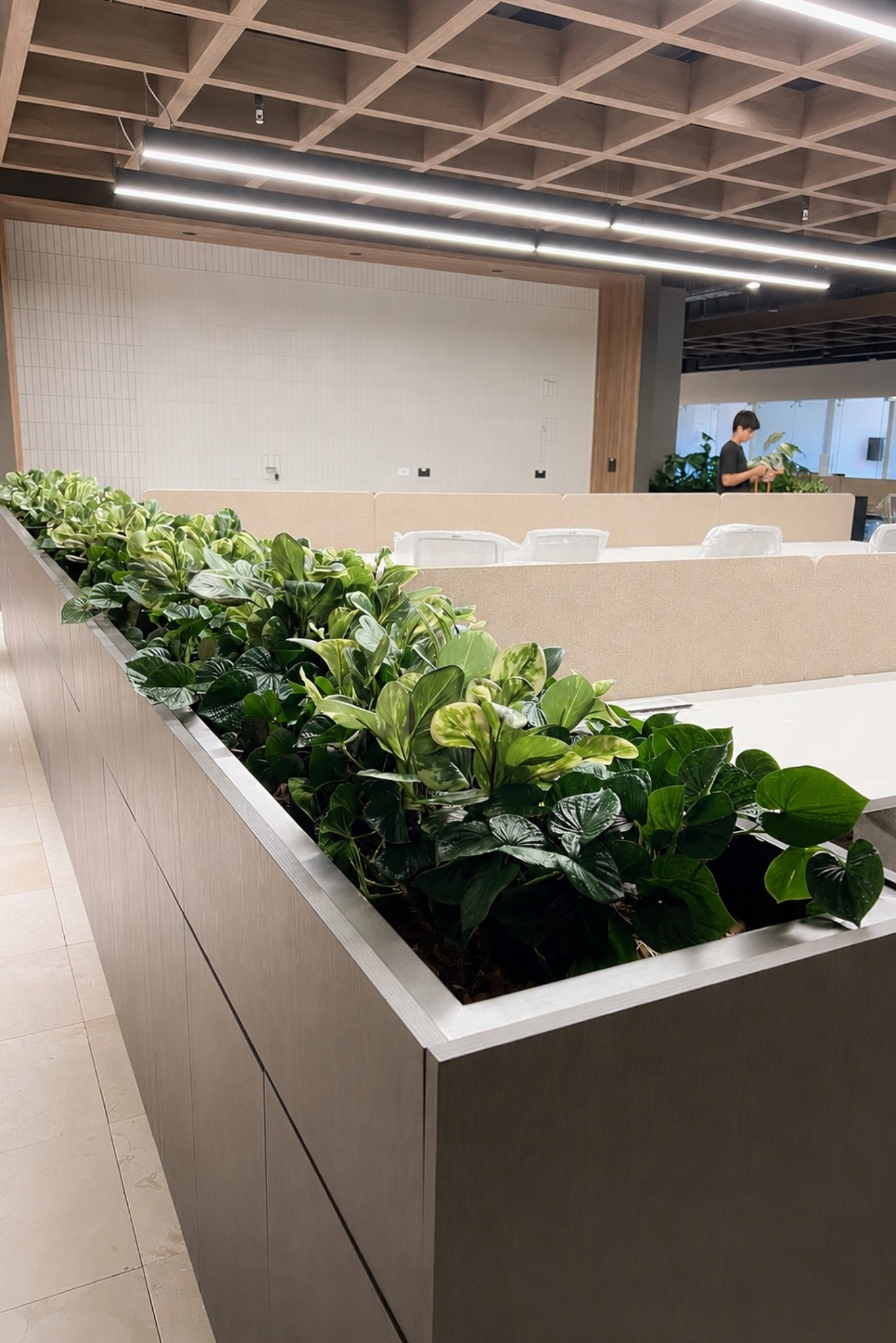 Jardinera larga metálica con potos y follajes que divide una zona de escritorios