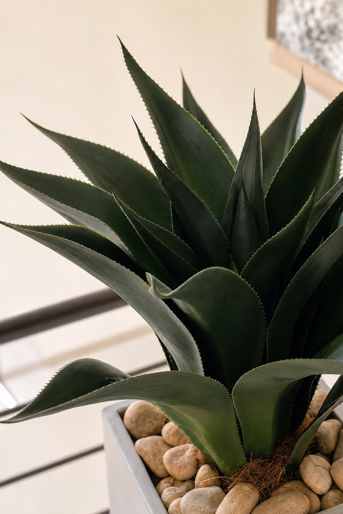 Primer plano de un agave de hojas dentadas en un macetero con piedras de río