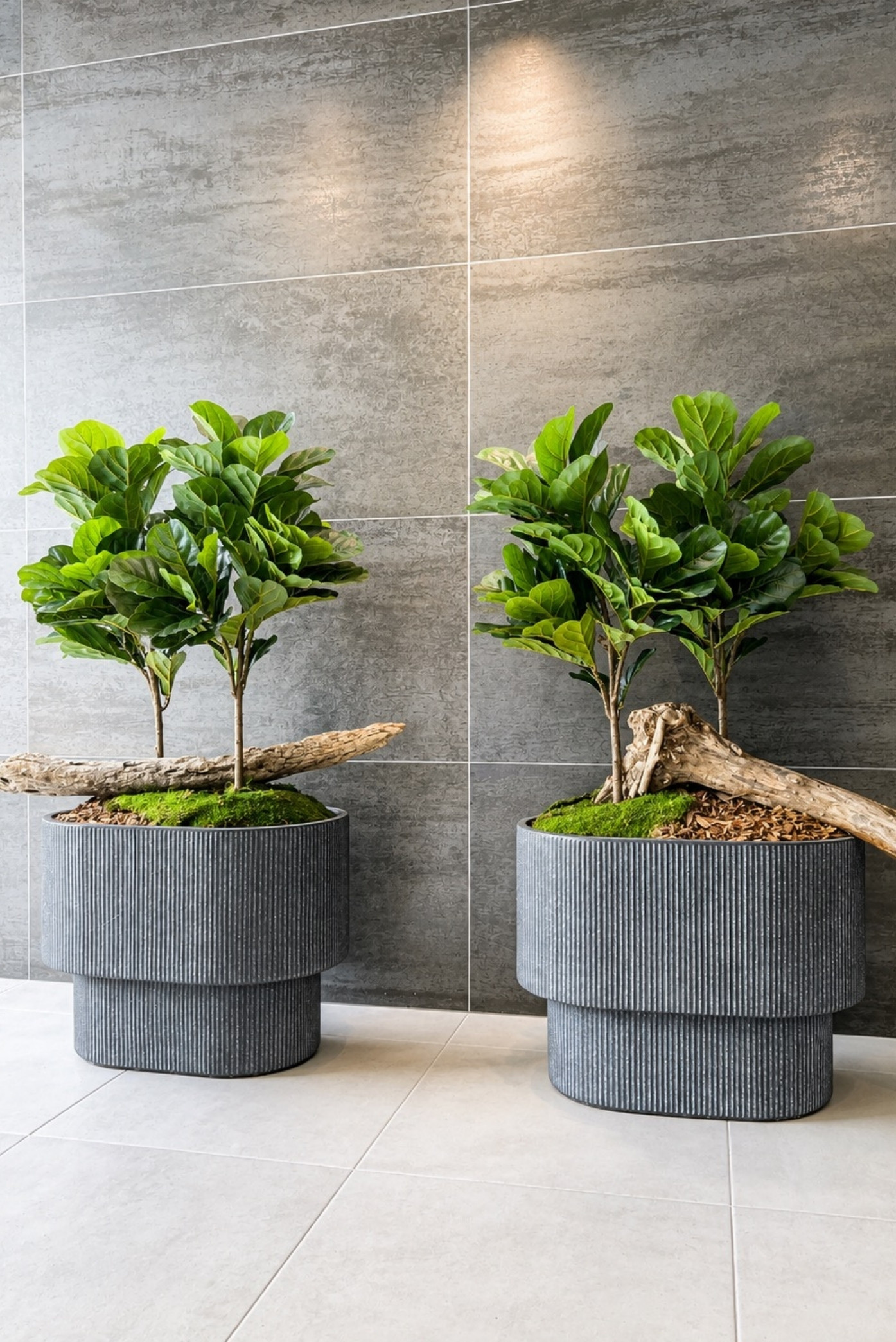 Dos ficus lira con troncos de madera en maceteros grises acanalados frente a una pared de porcelanato