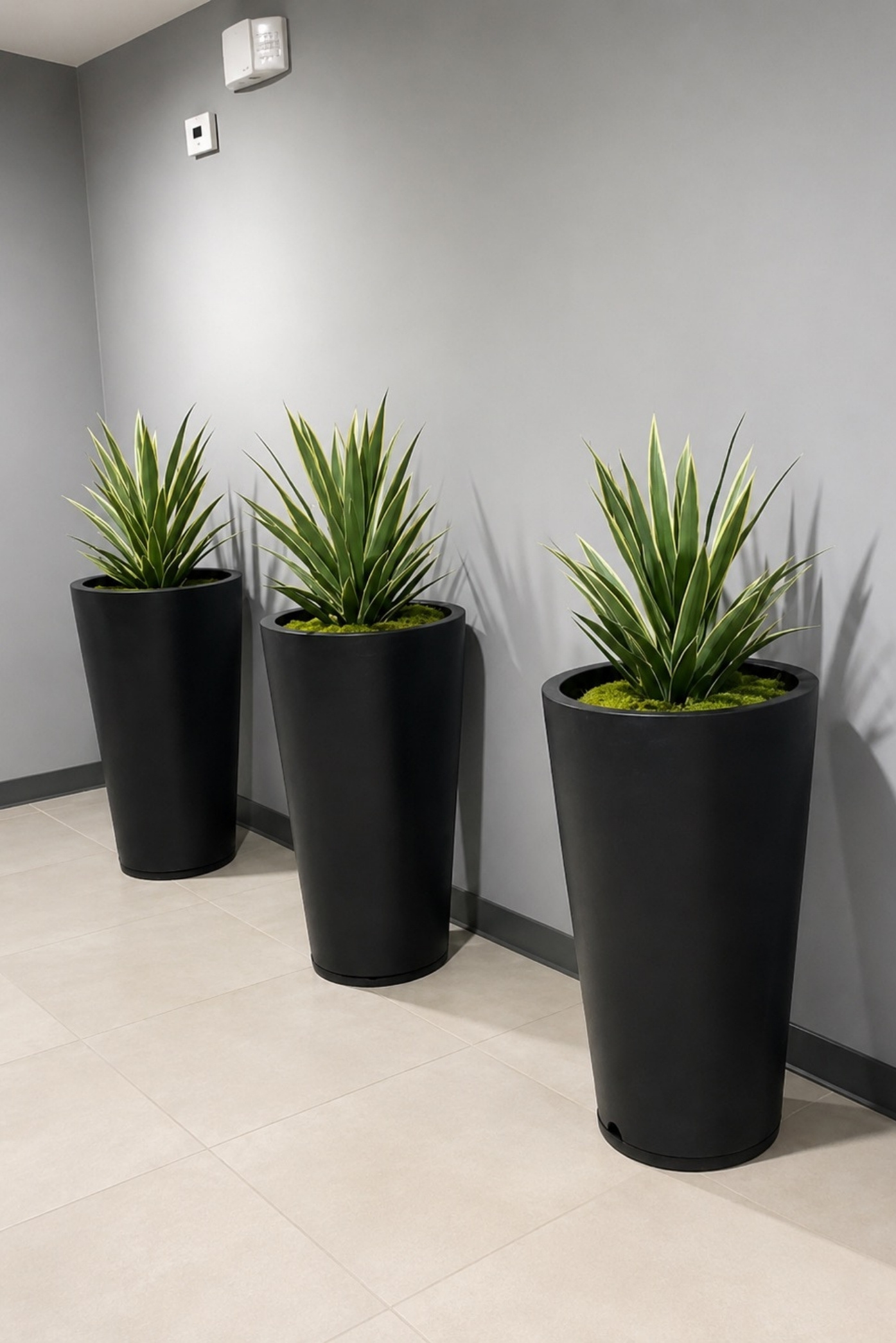 Tres plantas de hojas lanceoladas en maceteros altos negros, alineadas junto a una pared gris