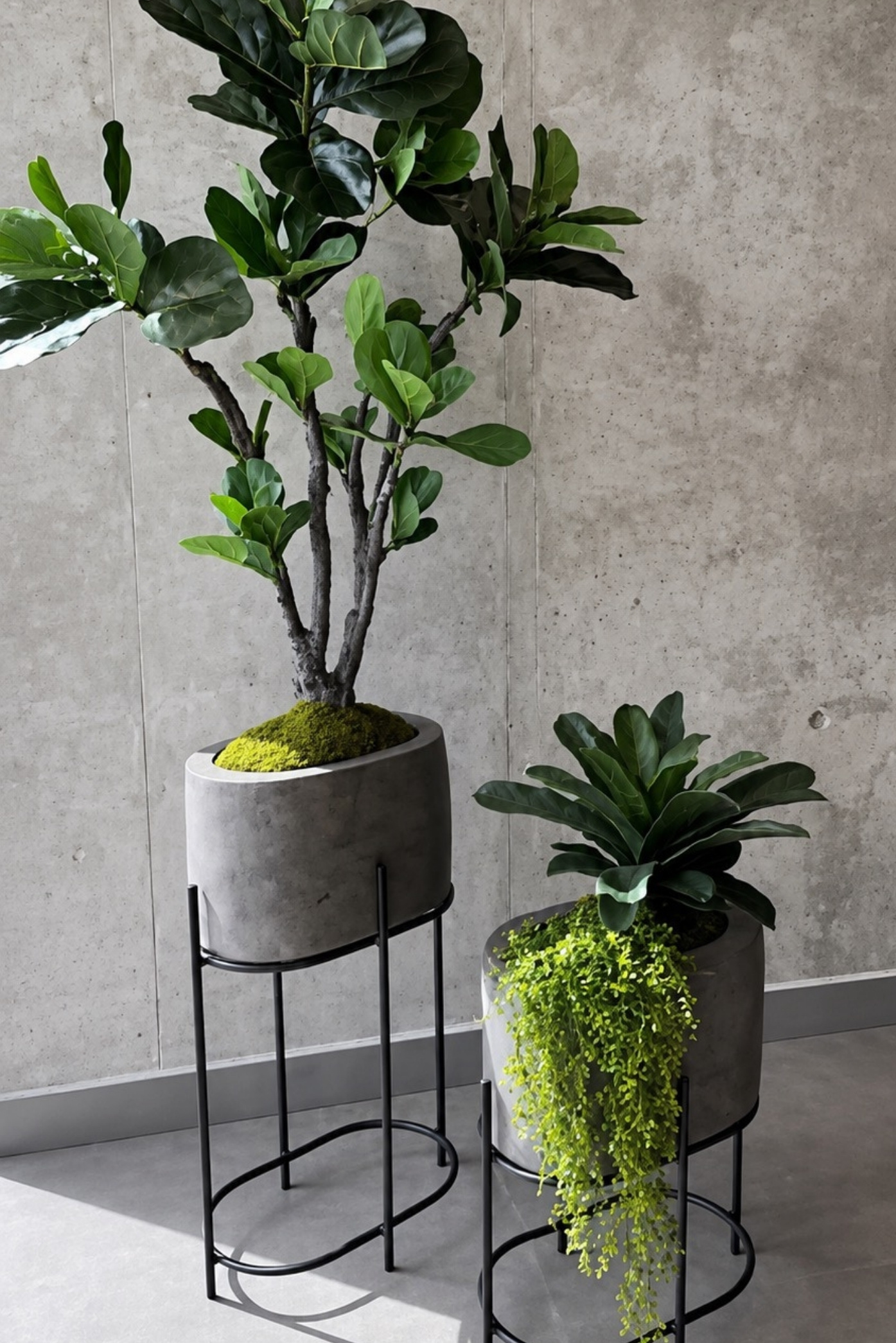 Ficus lira y una planta colgante en maceteros de concreto sobre bases metálicas negras